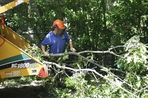 tree services Hebron